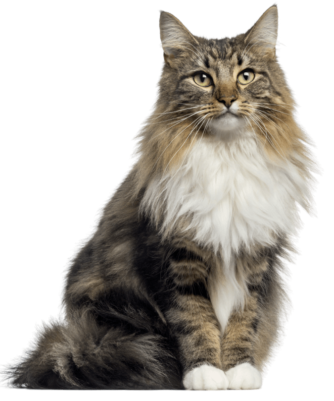 Eine aufmerksam blickende Katze