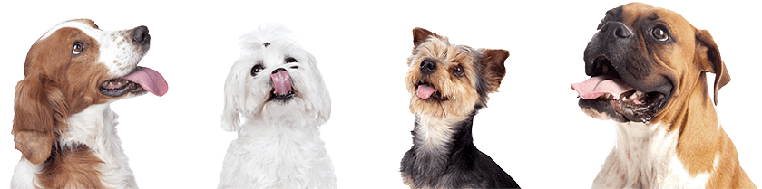 Drei Hunde nebeneinander