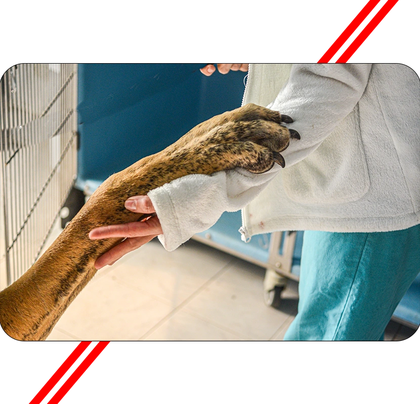 tinodi24-22 Tinodi24 22