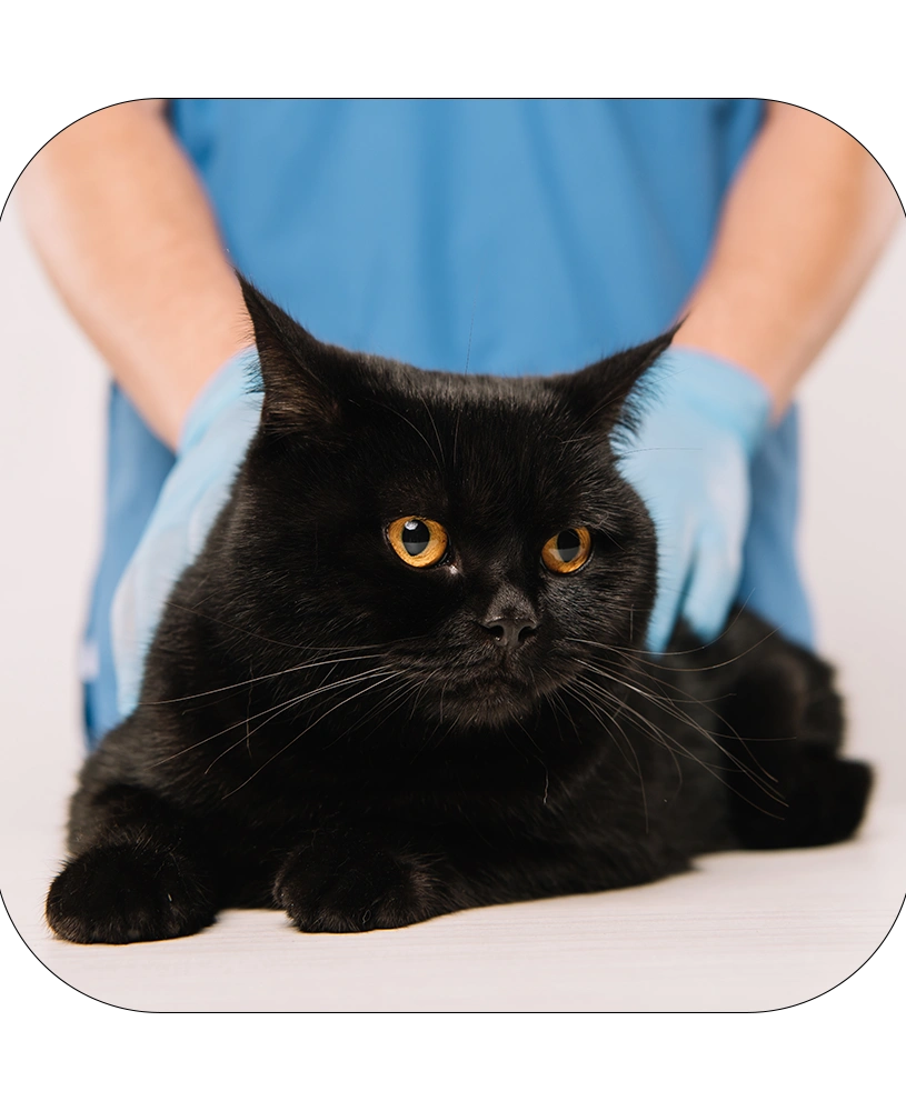 tinodi24 998 Tinodi24 com