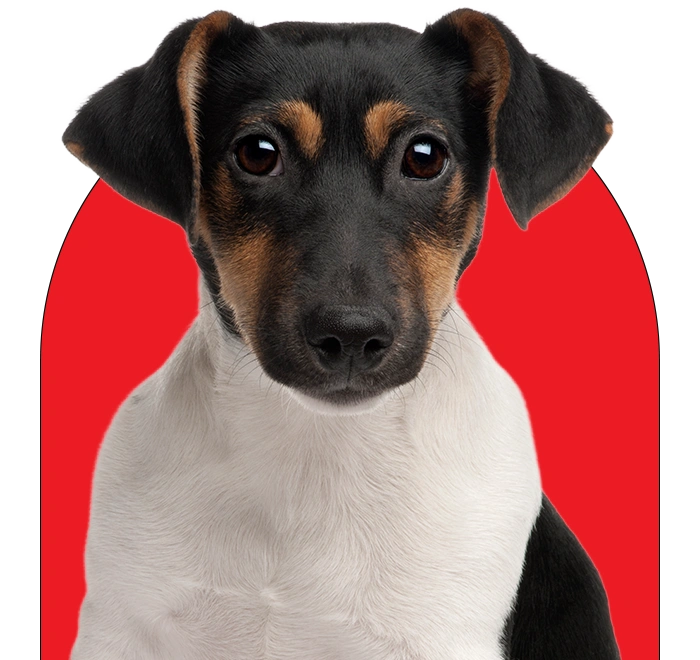 tinodi24 b33 Tinodi24 b33