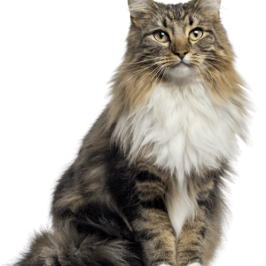 Aufmerksam blickende Katze