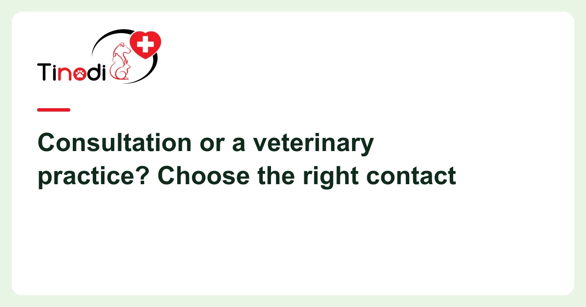 Article cover: consultation or vet — Consultation or a veterinary practice? Choose the right contact