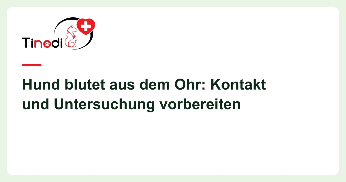 Titelgrafik: Hund blutet aus dem Ohr — Hund blutet aus dem Ohr: Kontakt und Untersuchung vorbereiten