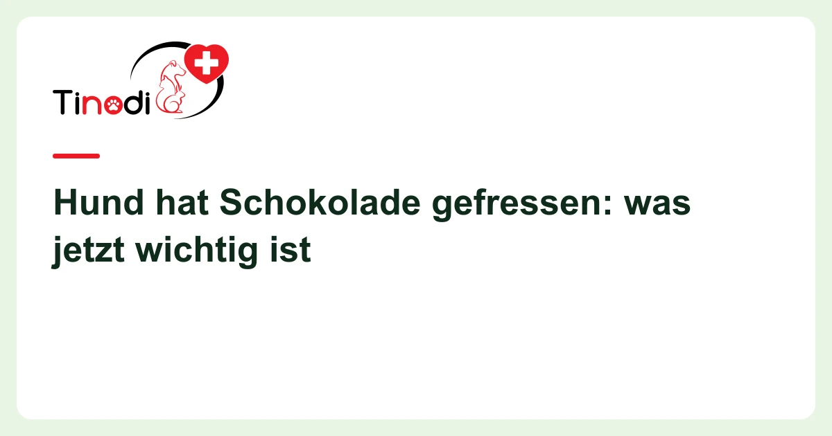 Titelgrafik: Schokolade gefressen — Hund hat Schokolade gefressen: was jetzt wichtig ist