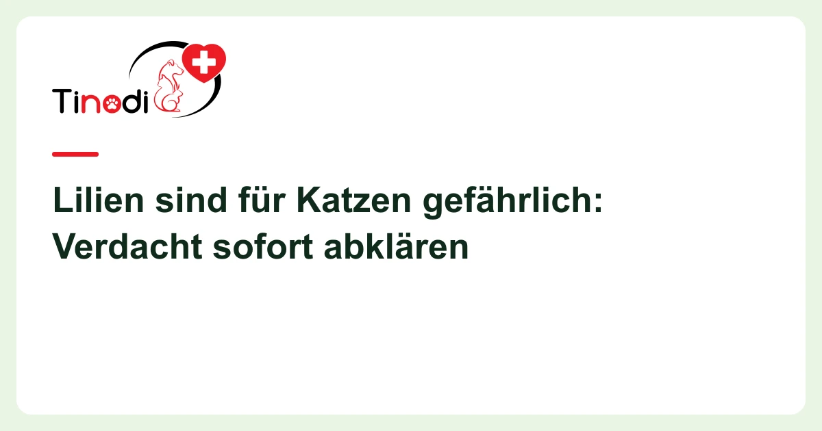 Titelgrafik: Lilien — Lilien sind für Katzen gefährlich: Verdacht sofort abklären