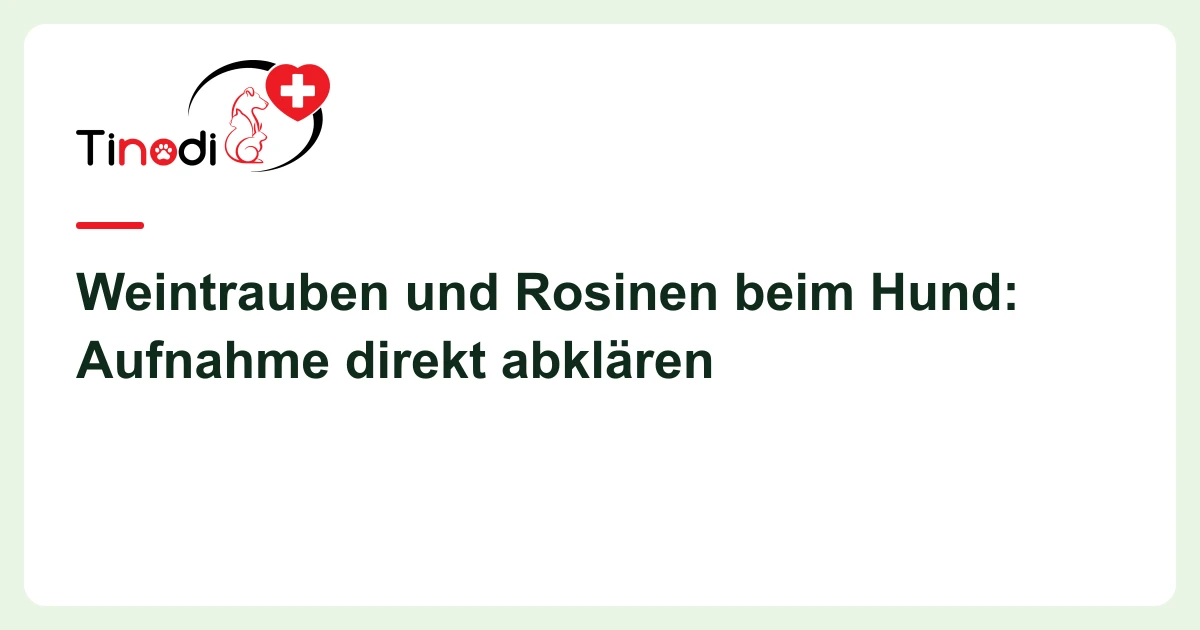 Titelgrafik: Weintrauben — Weintrauben und Rosinen beim Hund: Aufnahme direkt abklären