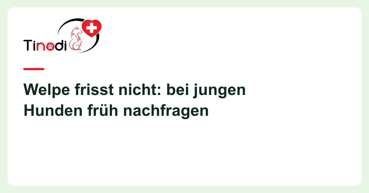 Titelgrafik: Welpe frisst nicht — Welpe frisst nicht: bei jungen Hunden früh nachfragen
